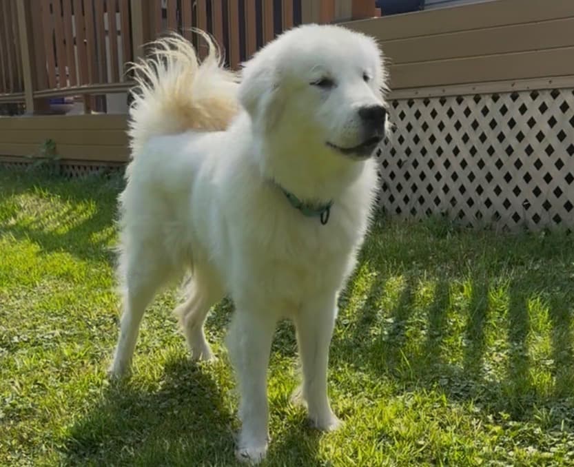 Dog safe on treated lawn